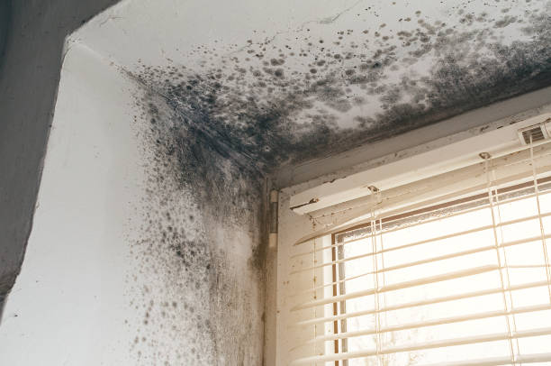 Trusted Black Mold Removal service in Ashland, VA - Cheap Mold Removal